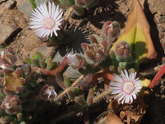 Drosanthemum hispifolium