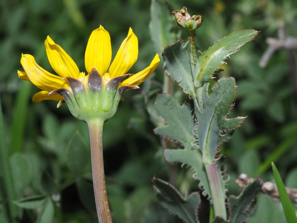 Fringe Babooncabbage