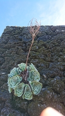 Aeonium aureum