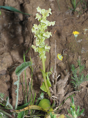 Pterygodium volucris