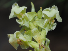 Pterygodium volucris