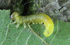 Pristiphora leucopus