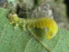 Pristiphora leucopus