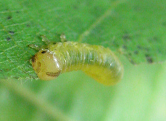 Pristiphora leucopus