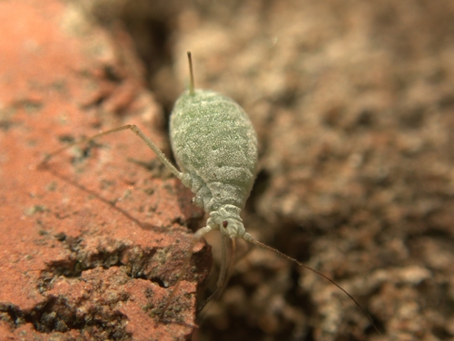 Lupine Aphid