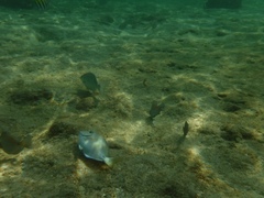 Acanthurus