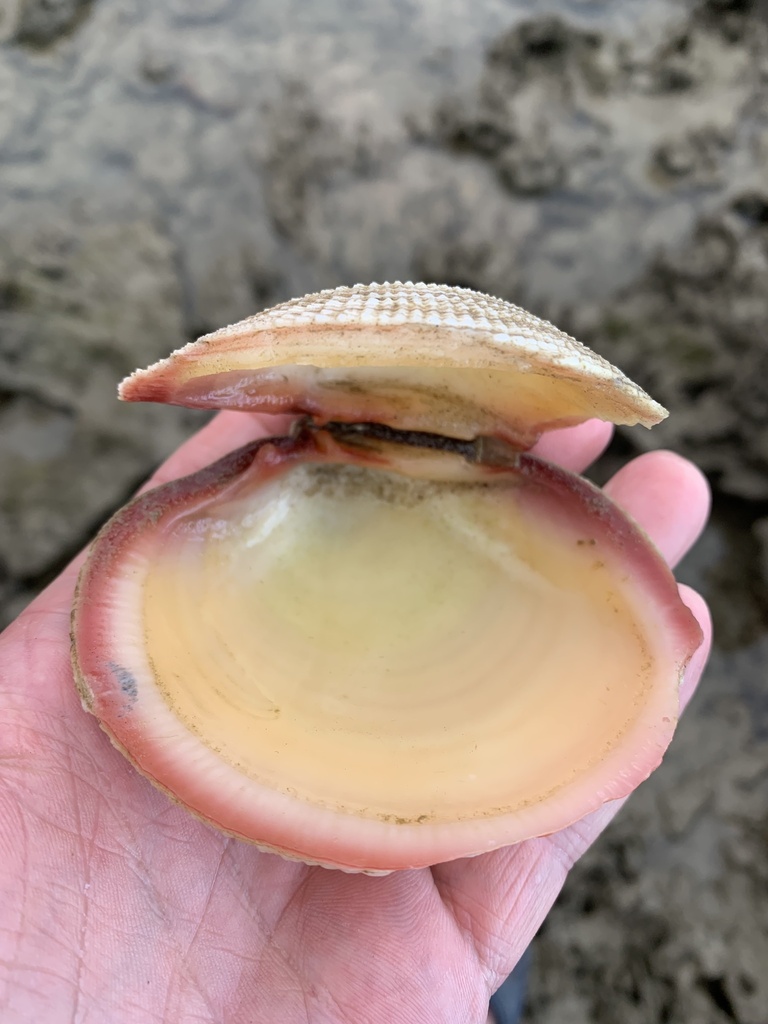 Codakia tigerina from South Pacific Ocean, Cape Tribulation, QLD, AU on ...