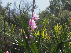 Watsonia marginata