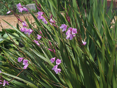 Watsonia marginata