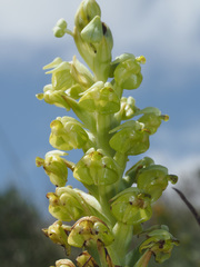 Pterygodium inversum