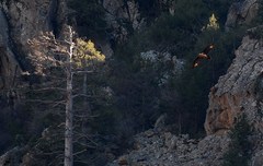 Gypaetus barbatus barbatus