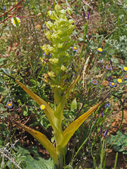 Pterygodium inversum