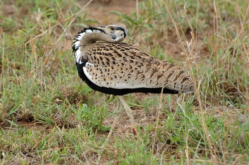 Black-bellied Bustard