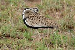 Black-Bellied Bustard photo 5