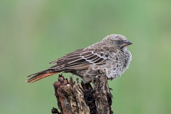 Histurgops ruficauda