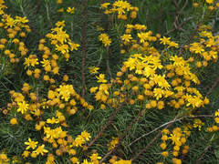 Euryops linifolius