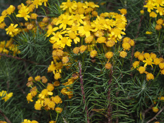 Euryops linifolius