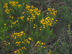Euryops linifolius