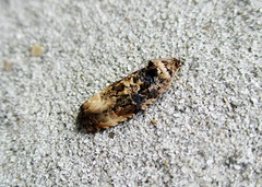 Endothenia gentianaeana