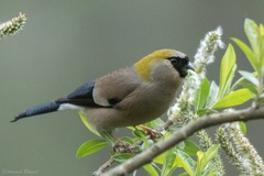 Red-Headed Bullfinch photo 2
