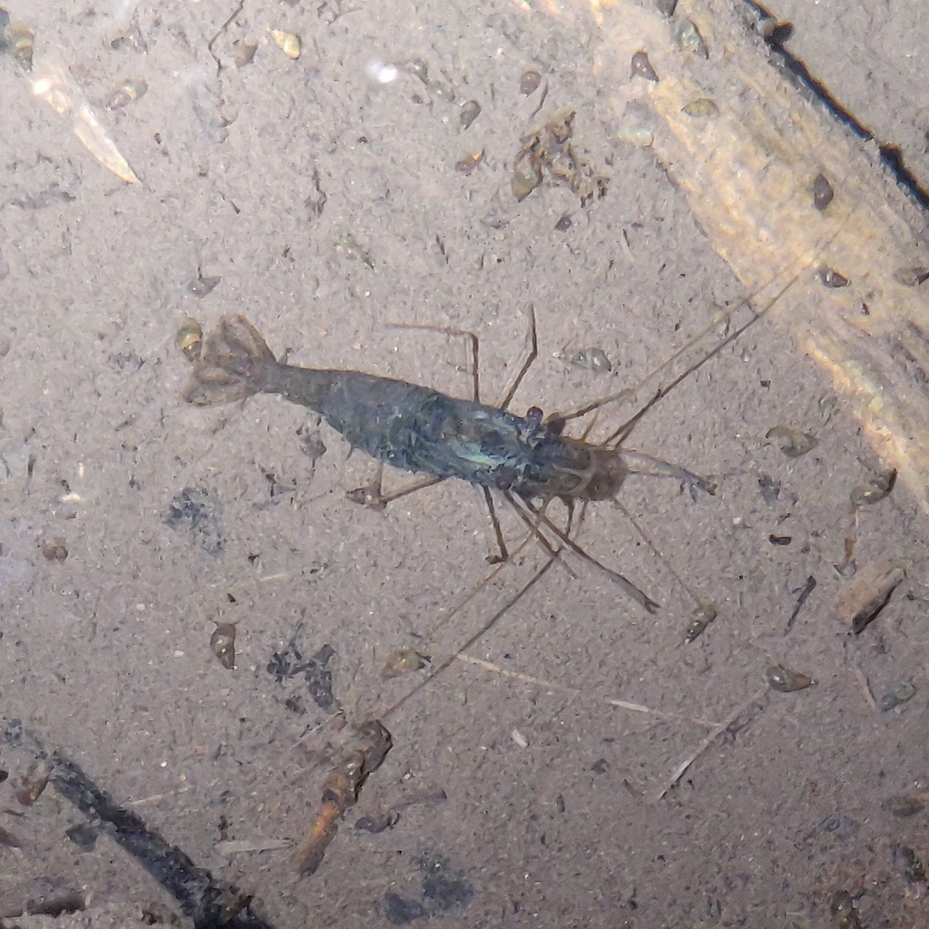 Colossus Freshwater Shrimp