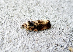 Endothenia gentianaeana