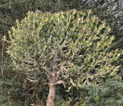 Euphorbia antiquorum