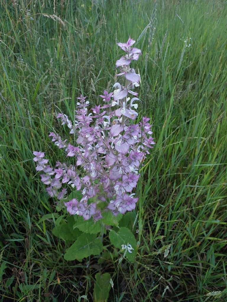 Salvia sect. Aethiopis
