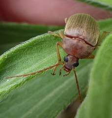 Coleoptera
