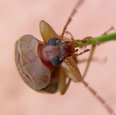 Coleoptera