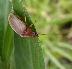 Coleoptera