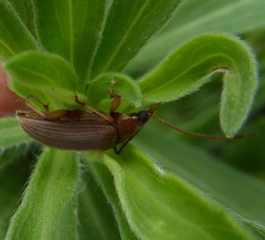 Coleoptera