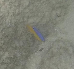 Stegastes flavilatus