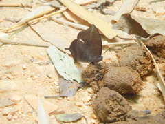 Memphis moruus