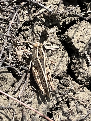 Stepski krupnozadi skakavac (Calliptamus barbarus)