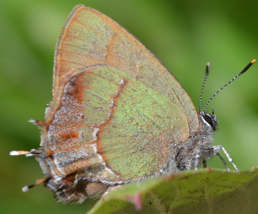 Chiapas Hairstreak