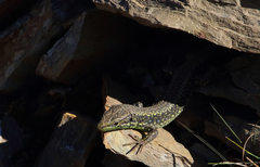 Iberolacerta monticola