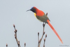 Fire-Tailed Sunbird photo 1
