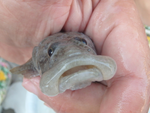 Flatsnout Goby