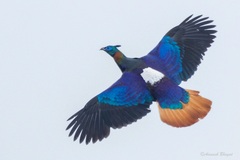 Himalayan Monal photo 1