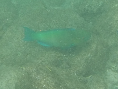 Pacific Parrotfish