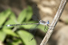 Archilestes