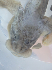 Flatsnout Goby photo 3