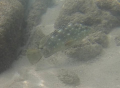 Epinephelus labriformis
