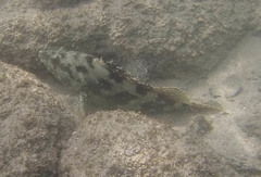 Epinephelus labriformis