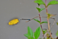 Acanthagrion