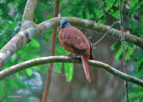 Blue-headed Wood-Dove