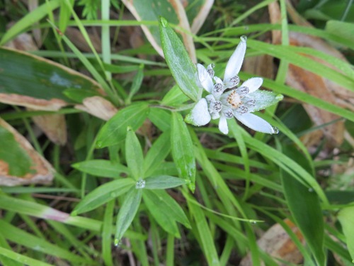 Image of Leontopodium japonicum by (c) Marco Mussita, some rights reserved (CC BY)
