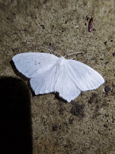 Snowy Geometer Moth photo 6