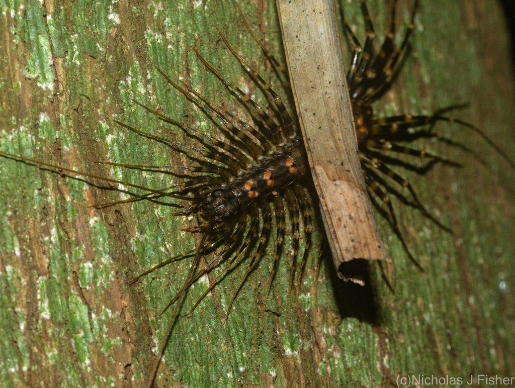Australian House Centipede from Tamborine Mountain QLD 4272, Australia on January 24, 2023 at 12 ...